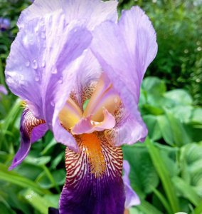 iris (süsen) yumrusu