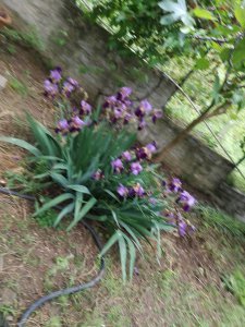 iris (süsen) yumrusu