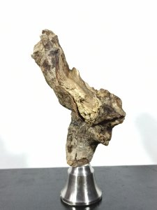 Uzun yıllar denizde sürüklenmiş bir ağaç parçası