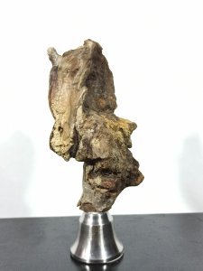 Uzun yıllar denizde sürüklenmiş bir ağaç parçası