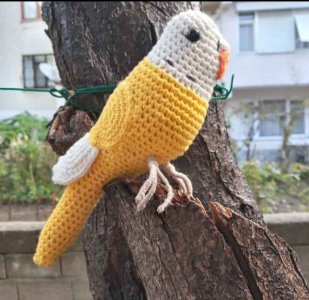 Örgü muhabbet kuşu